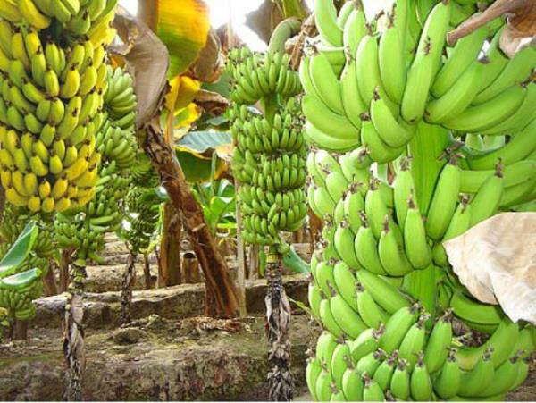 Muz kaslarda kramp olmasn engellemektedir.