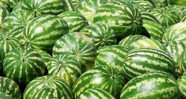 Karpuz kan damarlarn rahatlatr ve kan akn dzenler.