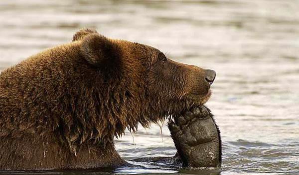 6. Acaba Jet-Ski mi alsam?