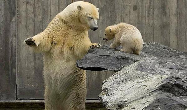 28. Ben sana gveniyorum ama evreye gvenmiyorum