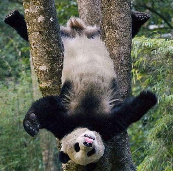 20. Ya bragallakna yea