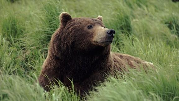 Sevgiliniz size sk sk kaba davranyorsa ve bu yzden ona ay diyorsanz hakl olabilirsiniz. Gerekten ay olabilirler nk aylar bazen insanlara ok benziyor.