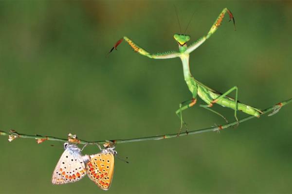 iftleen kelebekler ve onlar itah ve mutlulukla izleyen peygamber devesinin kollar, Hasan Balar&#8217;n fotorafna model olduktan sonra kelebeklerin uup gitmesiyle bo kalm. Doa - Birinci Hasan Balar, Lefkoa, 2011