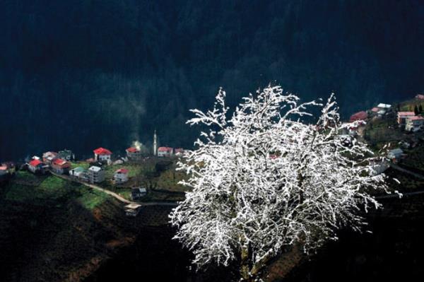 Trabzon, Dernekpazar&#8217;ndaki Gnebakan Ky&#8217;ne tepeden bakan bu aacn incecik dallar, kar altnda narin kristalleri andryor. Hasan Bayka&#8217;nn fotoraf kn sessizliini sayfaya tayor. Manzara - Birinci Hasan Bayka, Trabzon, 2011