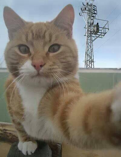 Trafo ntihar eyleminden nceki son selfie'si :))