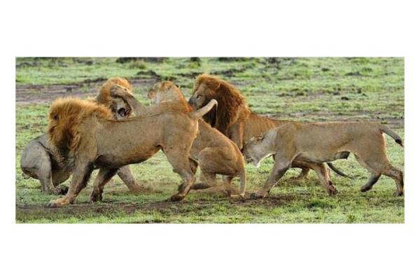 Vahi doann en acmasz avclarndan biri olan aslanlar, kendi aralarndaki stnlk mcadelesinde de olduka vahi olabiliyorlar. Bunun en gerek rnei, dii aslanlarn yuvaya yaklaan erkek aslana saldrmalar