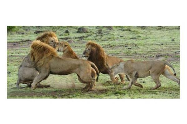 Vahi doann en acmasz avclarndan biri olan aslanlar, kendi aralarndaki stnlk mcadelesinde de olduka vahi olabiliyorlar. Bunun en gerek rnei, dii aslanlarn yuvaya yaklaan erkek aslana saldrmalar
