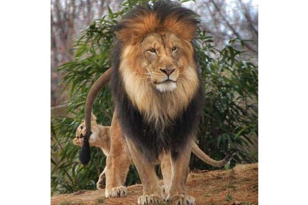 Vahi doann en acmasz avclarndan biri olan aslanlar, kendi aralarndaki stnlk mcadelesinde de olduka vahi olabiliyorlar. Bunun en gerek rnei, dii aslanlarn yuvaya yaklaan erkek aslana saldrmalar    Srnn dier erkek aslanlar da yardma gelince yabanc aslan areyi kamakta buldu.