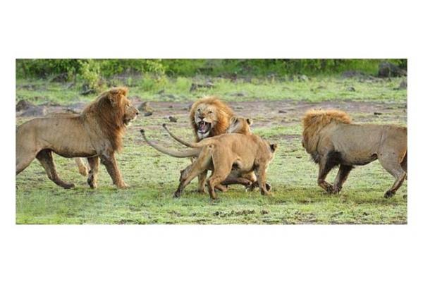 Vahi doann en acmasz avclarndan biri olan aslanlar, kendi aralarndaki stnlk mcadelesinde de olduka vahi olabiliyorlar. Bunun en gerek rnei, dii aslanlarn yuvaya yaklaan erkek aslana saldrmalar