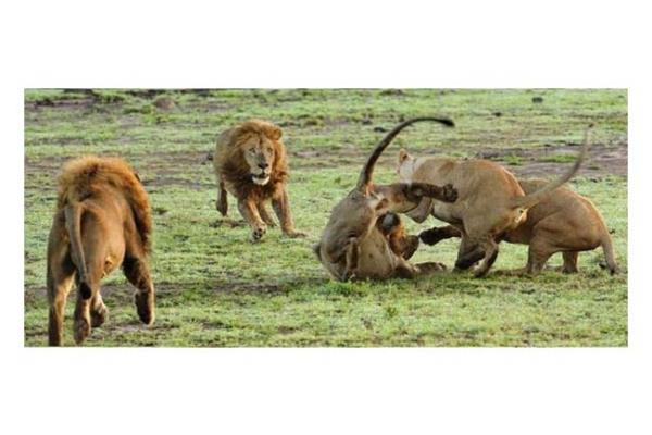 Vahi doann en acmasz avclarndan biri olan aslanlar, kendi aralarndaki stnlk mcadelesinde de olduka vahi olabiliyorlar. Bunun en gerek rnei, dii aslanlarn yuvaya yaklaan erkek aslana saldrmalar