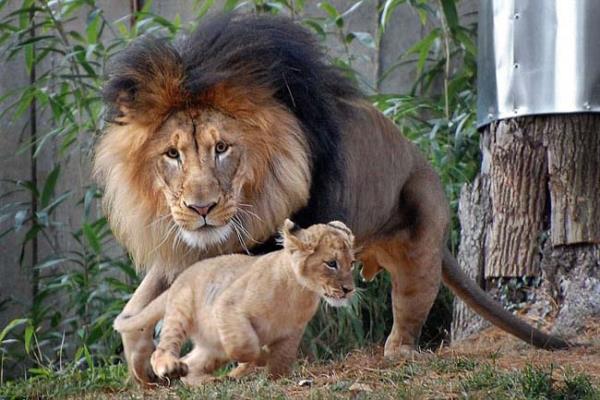 Vahi doann en acmasz avclarndan biri olan aslanlar, kendi aralarndaki stnlk mcadelesinde de olduka vahi olabiliyorlar. Bunun en gerek rnei, dii aslanlarn yuvaya yaklaan erkek aslana saldrmalar    Aslana saldran diiler erkek aslan kanlar ierisinde brakt.