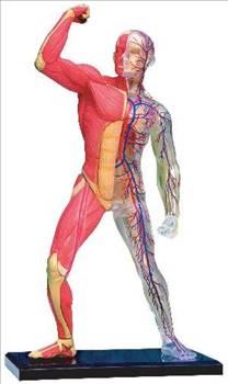 nsanolunu yemekleri sindirmek iin kulland enzimler, ldkten sonra insan bedenini sindirmek zere kullanlyor. Enzimler bu ileme ldkten  gn sonra balyor...