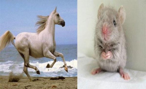 Fareler ve atlar kusamazlar.