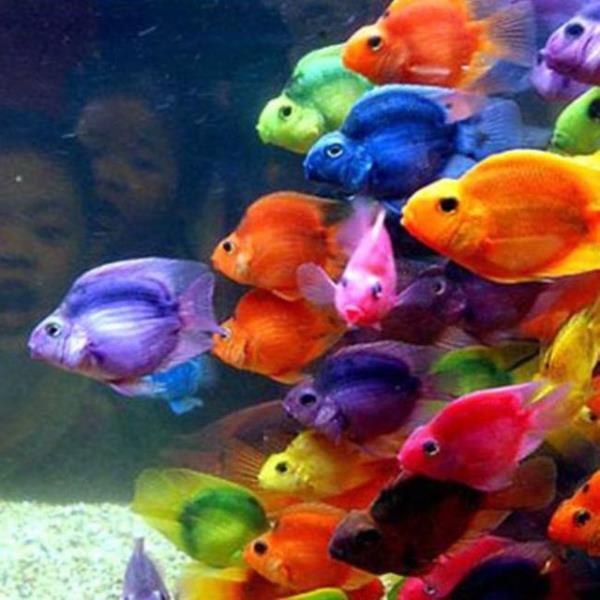 Birok ruj eidi balk pulu ierir.