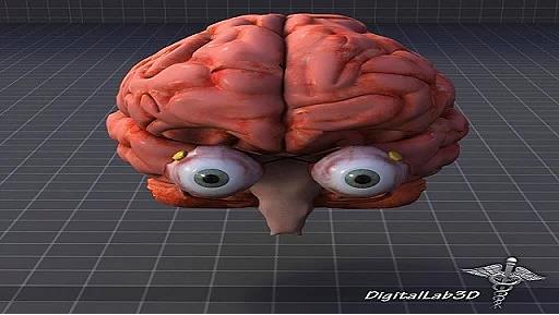 <p><b>12. Gzlerinizle deil, beyninizle grrsnz</b></p>  Bunu zaten bildiinizi syleyebilirsiniz, ancak ou zaman bulank veya az grme gzn kendisinden kaynaklanmaz. Beynin grme korteksinde bir eylerin yanl gittiinin iaretidir.