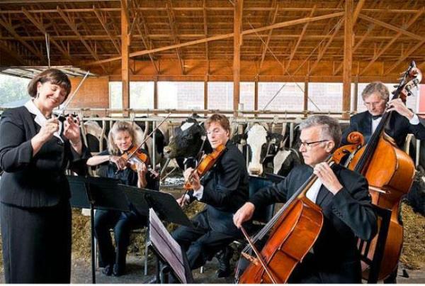 Mziin etkilerini aratran bir almaya gre, inekler sakinletirici mzik dinlediklerinde daha fazla st retiyorlar. En fazla retimi ise R.E.M grubunun 'Everybody Hurts' arksn dinlerken yapyorlar