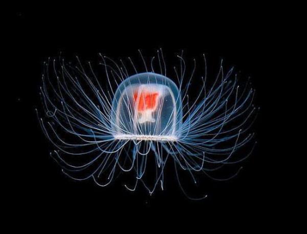 'Turritopsis nutricula' denizanalar dnya zerinde lmsz olduu bilinen tek canldr