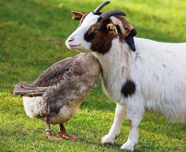 Keilerin de insanlar gibi aksanlar vardr