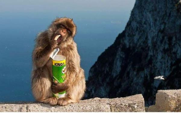 Japonya'da ki ebek maymunlar, yemek makinelerinden yiyecek satn almak iin bozuk para kullanyorlar