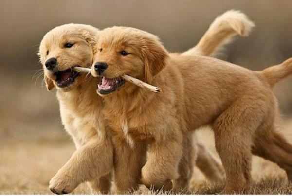 Diileriyle oyun oynayan erkek enikler, fiziksel stnlk onlarda olsa bile genellikle diilerin kazanmasna izin verirler