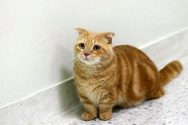 Korgi kpeklerinin kedi versiyonlar Munchkin Kedileridir