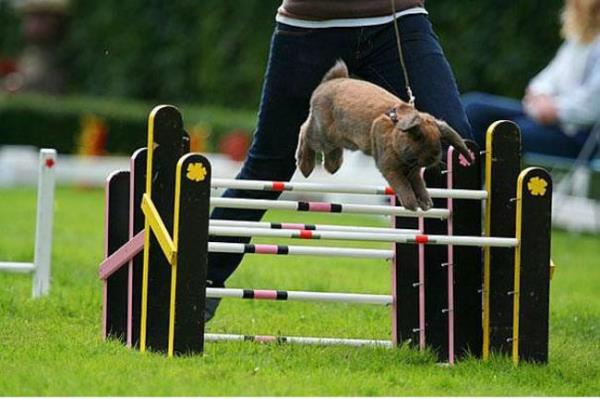 sve'te 'Kaninhoppning' olarak adlandrlan tavan zplatma msabakalar vardr