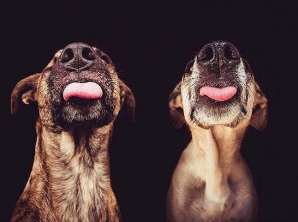 Kpeklerin burun izleri, insanlarn parmak izleri gibi esizdir ve birbirlerinin kimliklerini bu ekilde tespit ederler