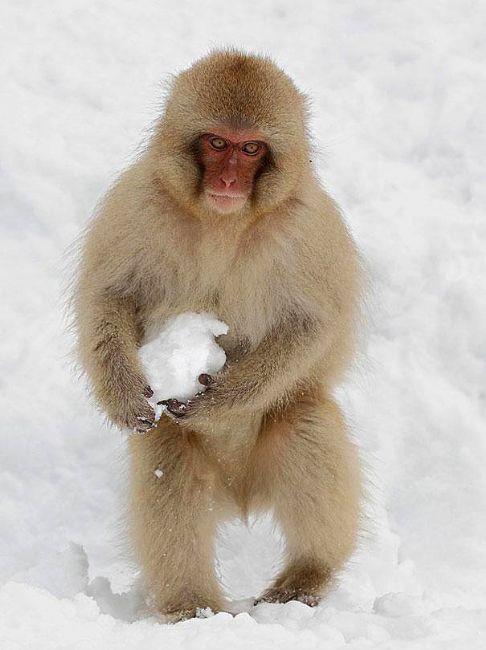 Japon ebek maymunlar elence iin kar topu yaparlar