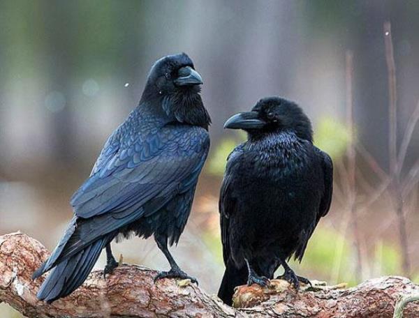 Ku gzlemcisi ve doa yazar Candace Savage, kargalarn birbirlerine akalar yapabilecek kadar zeki hayvanlar olduklarn gzlemlemitir