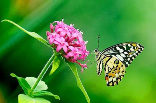 Kelebeklerin tat alma duyular ayaklarndadr