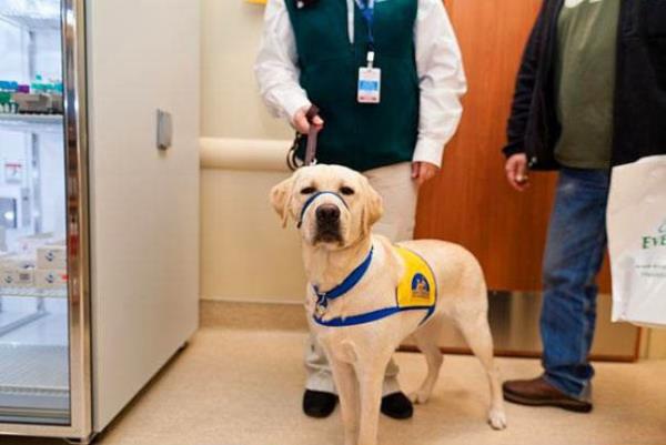 Bir hapishanede, mahkumlarn kpekleri birer 'gren gz' kpekleri olarak eitmekle sorumlu olduklar bir program bulunmaktadr. Birok rapor bu kpek yavrularnn mahkumlarn eski davranlarn deitiklerini gstermektedir