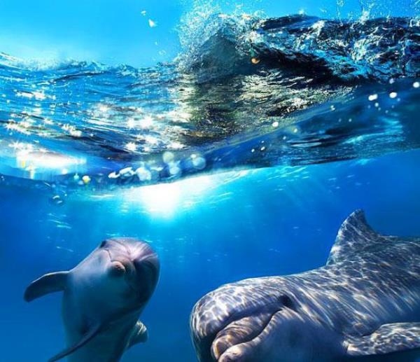 Her yunusun insanlarda olduu gibi birer ismi vardr