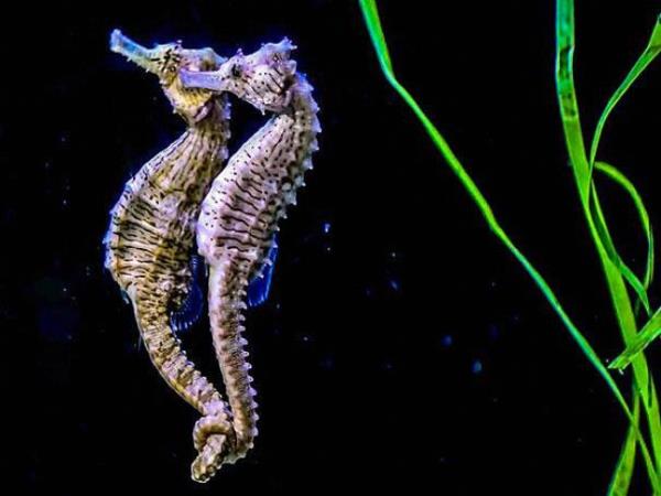 Denizatlar tek eli canllardr ve etrafta dolarlarken birbirlerinin kuyruklarna dolanrlar