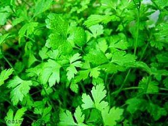 Eer ter kokusundan ikayetiyseniz, maydanoz tketin. Maydanoz terleseniz bile terinizin kt kokmamasn salar.