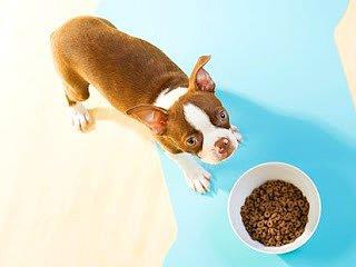 Hayvanlarnza srekli slak mama yedirmeyin. Bu dilerini tembelletirir ve sorunlara yol aar.