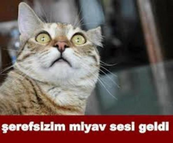 te efsane gelen o paylamlardan bazlar...