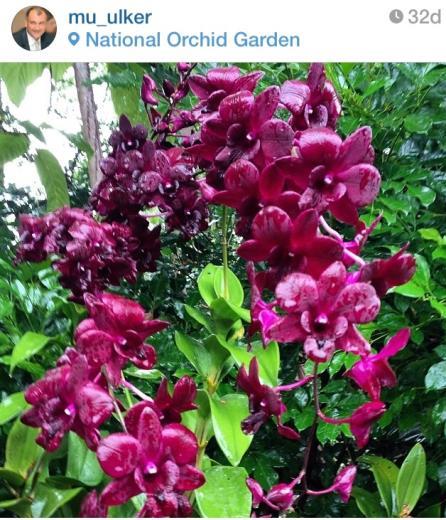 Yldz Holding Ynetim Kurulu Bakan Murat lker, Uzakdou seyahatinde ziyaret ettii National Orchid Garden'dan orkide fotorafn "...orkideler dalnda..." mesajyla Instagram'da paylat.
