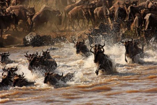 Bu byk g nehir zerinde Nil Timsahlar bekler.