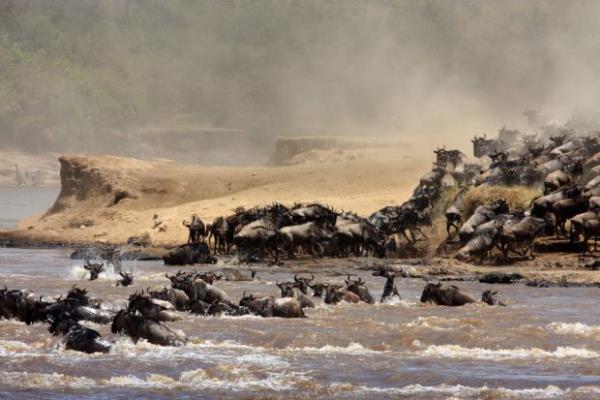 Otul hayvanlarn byk ksm nehri gemeyi baarabilir ama...