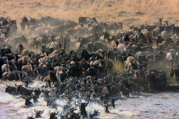 Byk g dnya zerindeki hayvanlarn birlikte gerekletirdikleri en byk g olma zelliini tar.