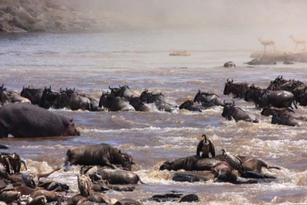 <p>Bu g dnya zerindeki hayvanlarn birlikte gerekletirdikleri en byk g olma zelliini tar.</p>    Afrika Tanzanya'da Serengeti Ulusal Park'nn usuz bucaksz otlarla evrili blgesi ile Kenya'nn Masai Mara Ulusal Park'nn yeillikleri arasnda her yl Temmuz ? Austos aylarnda binlerce antilop,zebra Mara Nehrine doru yola alr.