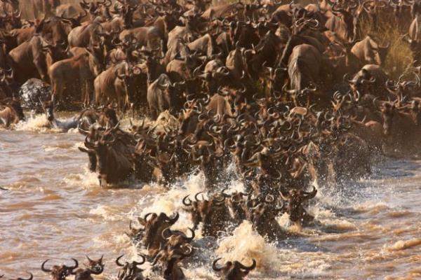 Masai Mara'da byk g yaamak tylerinizin diken diken olmasna, duygulanmanza her canl iin bir anlk bir nefesin ne kadar nemli olduunu tekrar tekrar anlamanza neden olur