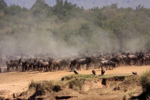 Feridun Ksmet Objektifinden Kenya sergisi ve fotoraf albm almas ile vahi yaam gzler nne seriyor,hissettiklerini de sizlerle paylayor.