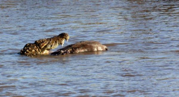 Bir ksm da onlar avlamak iin pusuda bekleyen timsahlara yem olurlar.