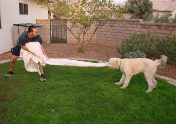 Gelinlik kpei iin vazgeilmez bir oyuncak olmu