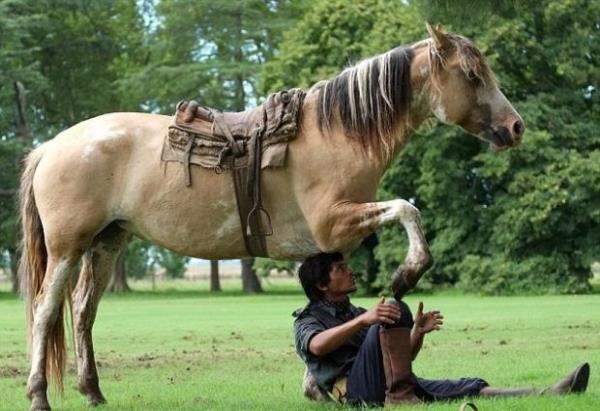 Martin Tatta'nn arkada Mara Felices, "Atlar onun oyuncaklaryd, okul iin bir tatyd, onun iin her eylerdi. Martin bunun zel bir armaan olduuna hi inanmyor, bu onun iin doal bir ey" yorumunu yapyor.