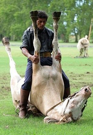 Tatta ayn zamanda 32 hayvan yetitiriyor. Bu hayvanlardan altsnda fsldama numarasn kullanyor. Bir at eitmek de Tatta'nn bir yln alyor.