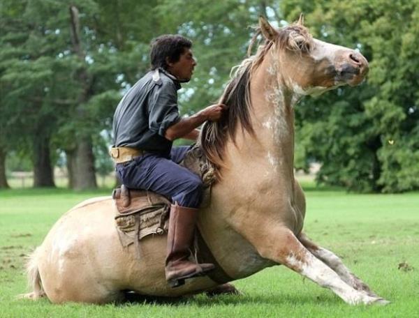 Numaralar bununla da snrl kalmyor; Tatta ou kiinin cesaret edemeyecei baka eyler de yapyor. Mesela, tereddt etmeden atnn toynaklarnn altnda uzanyor, at stndeyken elleriyle ba aa duruyor ve atn yan yatmaya ikna ederek ban yasta koyar gibi atn stne koyuyor.