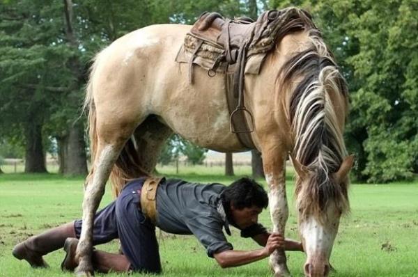 Tatta'nn favori at Primavera'yla yle gl bir ba var ki, artc bir ekilde atn srt st yatmaya ve bacaklarn yukar kaldracak ekilde bir pozisyon almaya ikna edebiliyor.