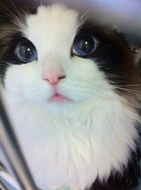 7. Kedi bile fotojenik arkada.